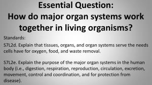 Respiratory System Respiratory System the Role of the Respiratory System Is to Take in Oxygen and Release Carbon Dioxide from the Body