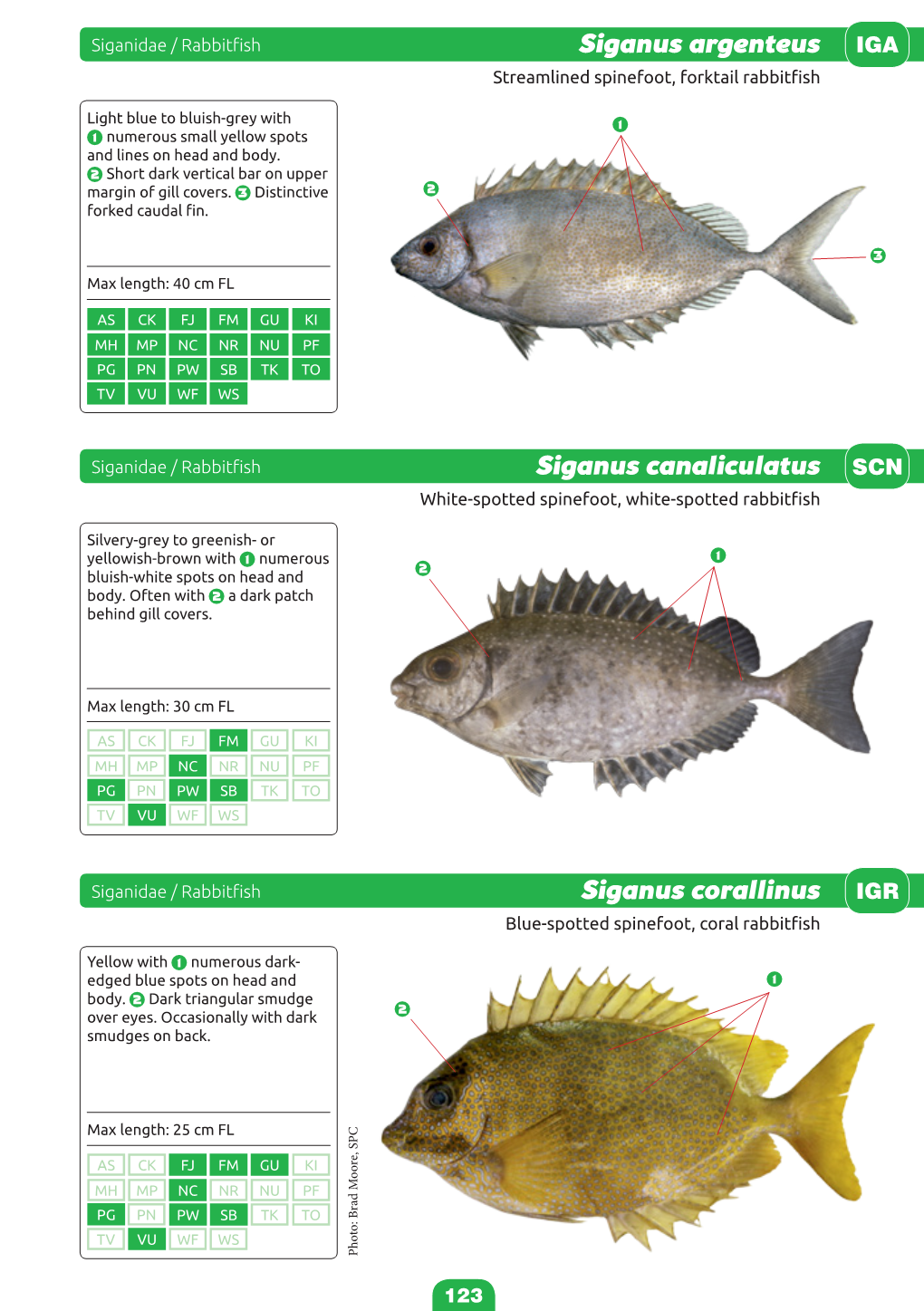 Identification Guide to the Common Coatal Food Fishes of the Pacific