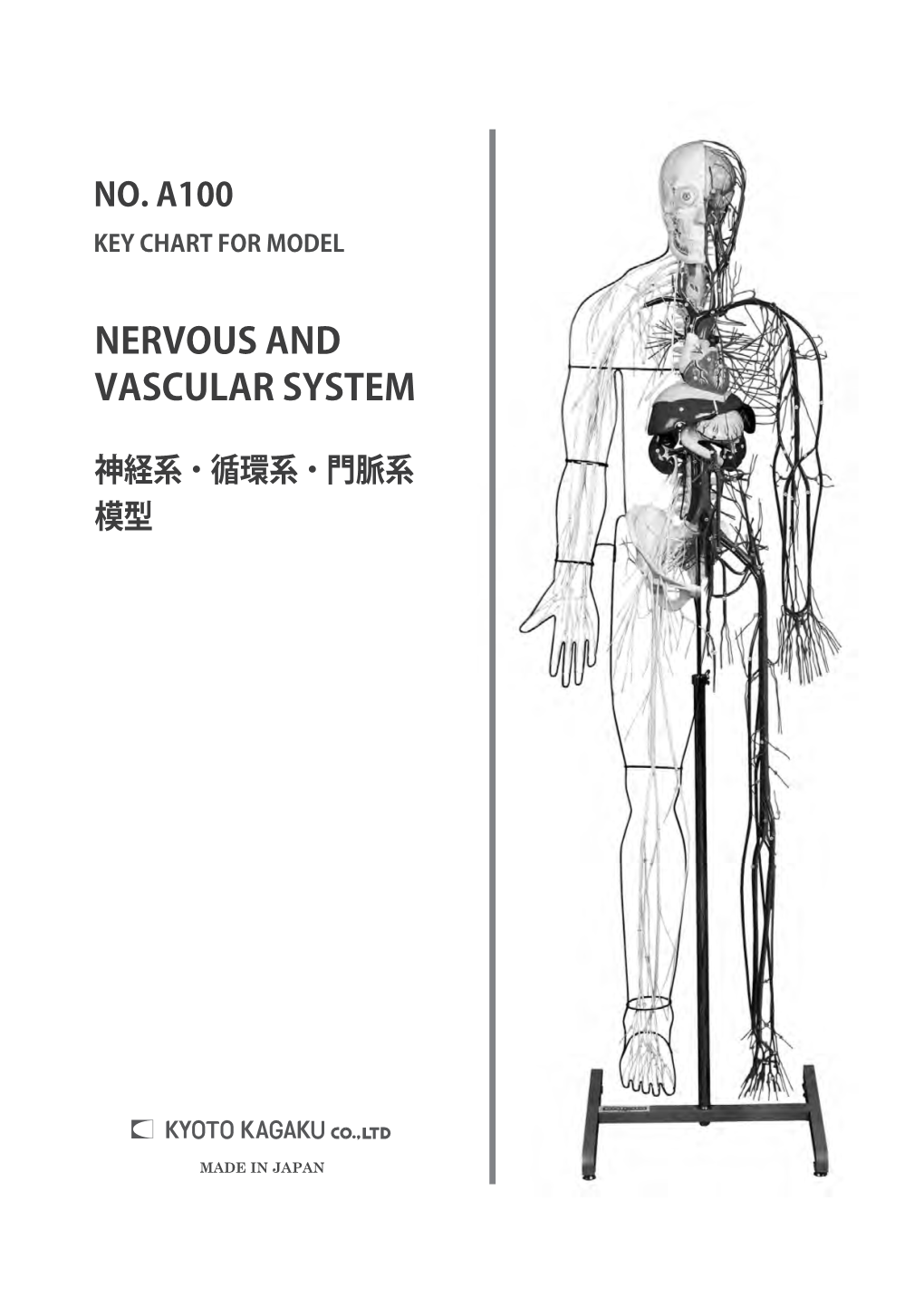 Nervous and Vascular System