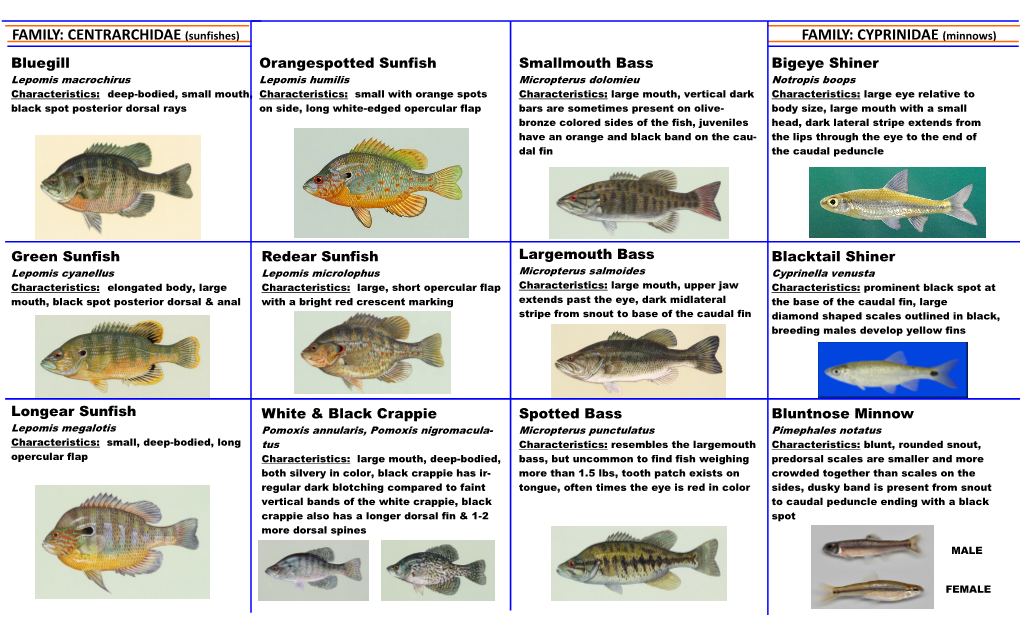 Pennington Creek Fish