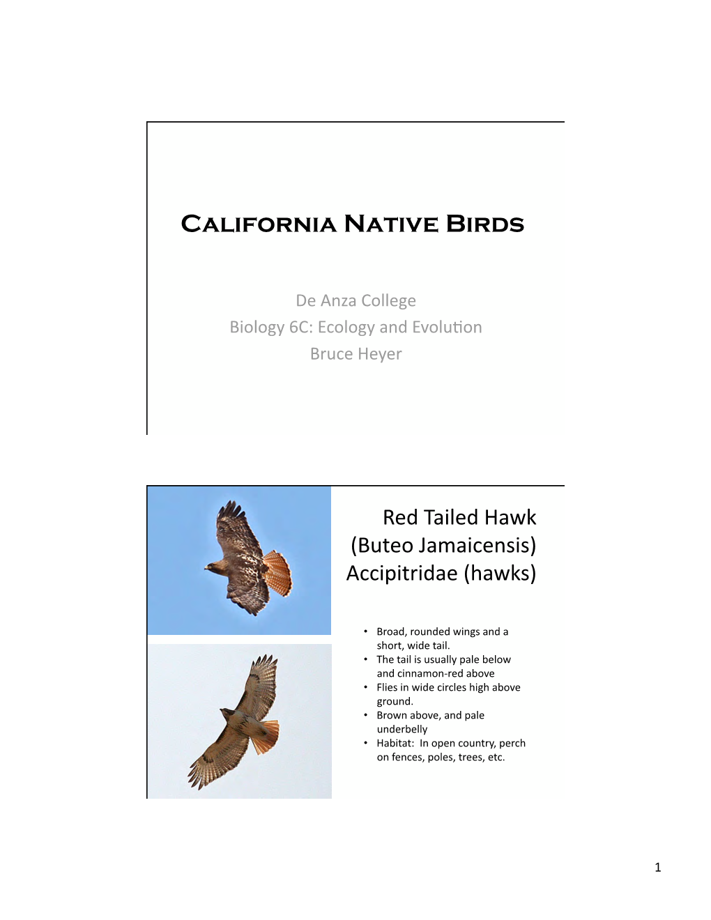 California Native Birds