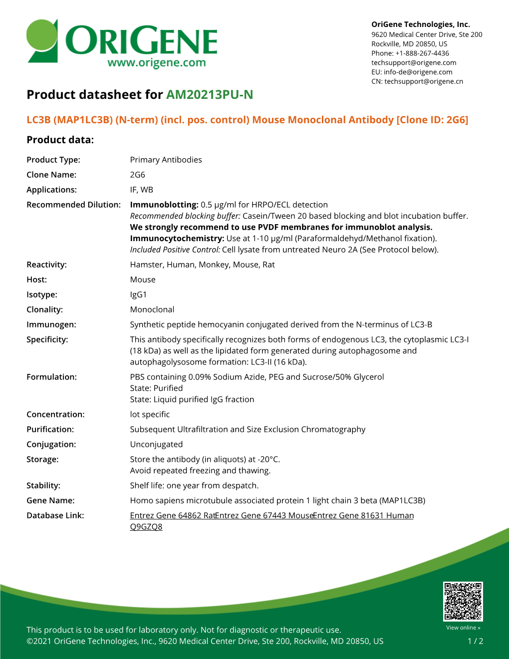 LC3B (MAP1LC3B) (N-Term) (Incl. Pos. Control) Mouse Monoclonal Antibody [Clone ID: 2G6] Product Data