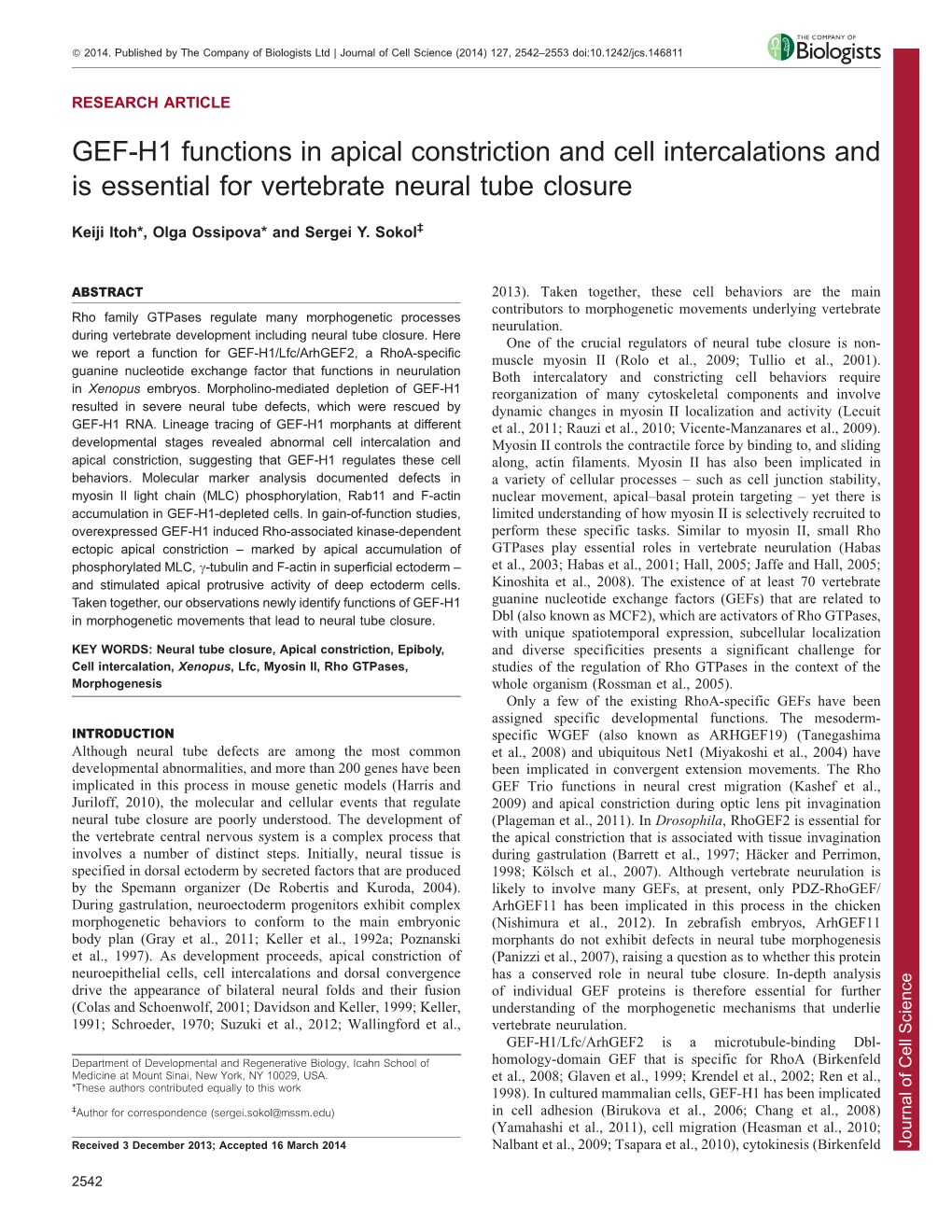 GEF-H1 Functions in Apical Constriction and Cell Intercalations