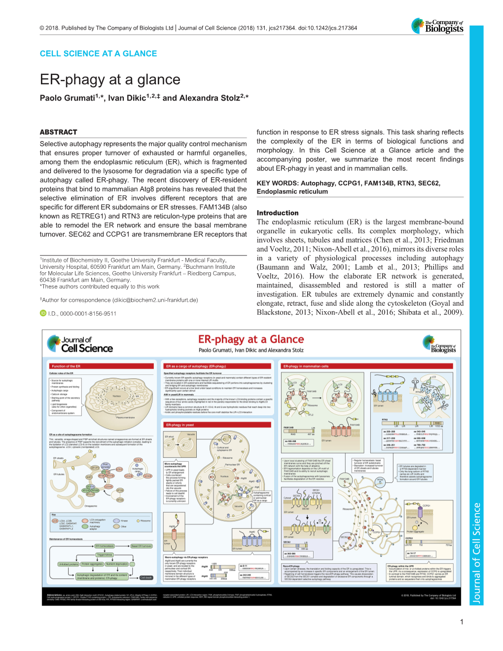 ER-Phagy at a Glance Paolo Grumati1,*, Ivan Dikic1,2,‡ and Alexandra Stolz2,*