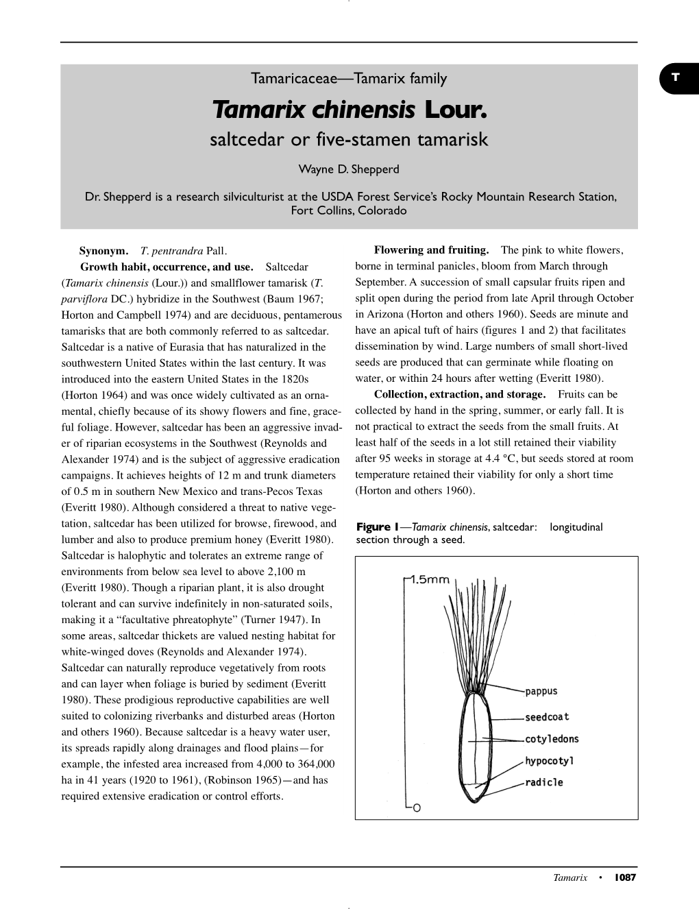 Tamarix Chinensis Lour.: Saltcedar Or Five-Stamen Tamarisk