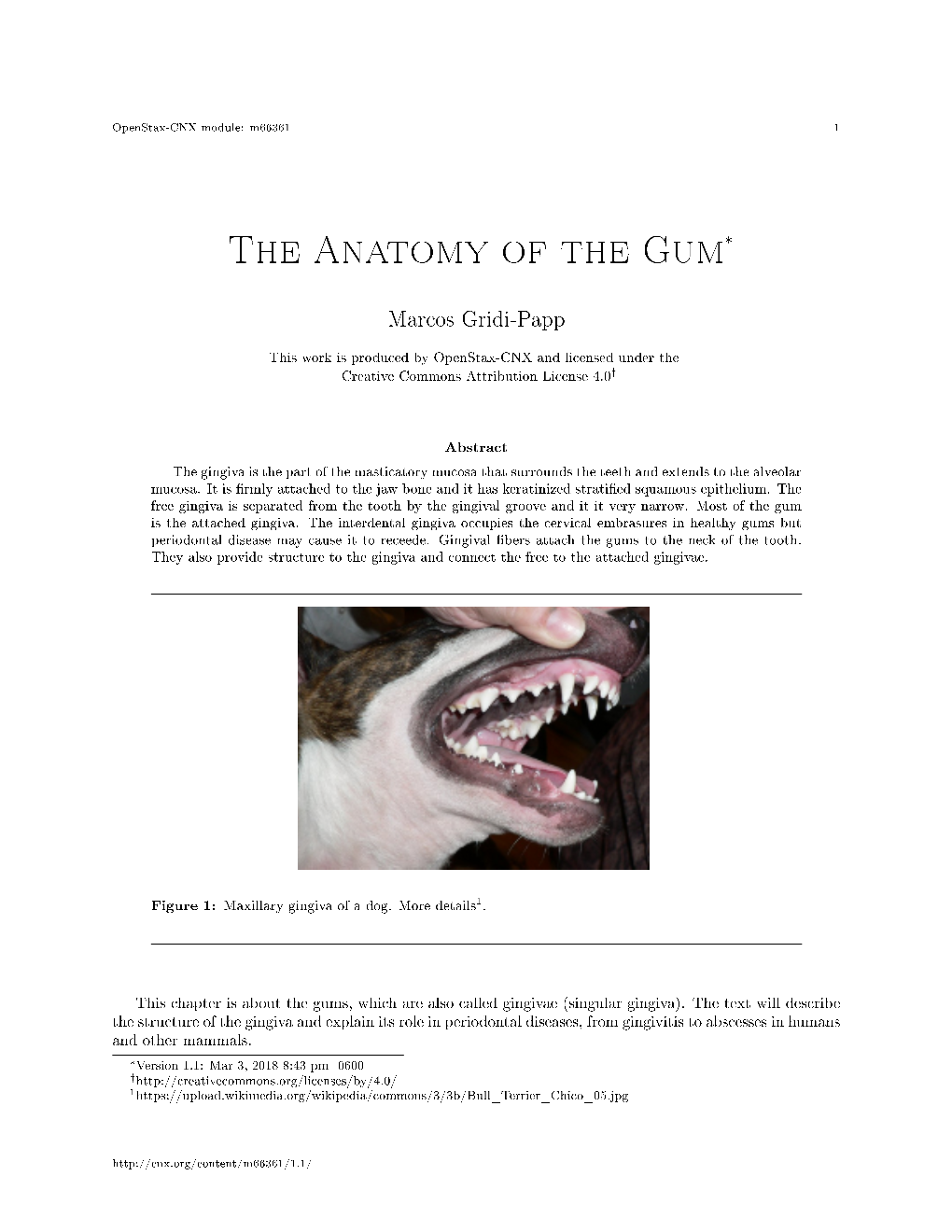 The-Anatomy-Of-The-Gum-1.Pdf