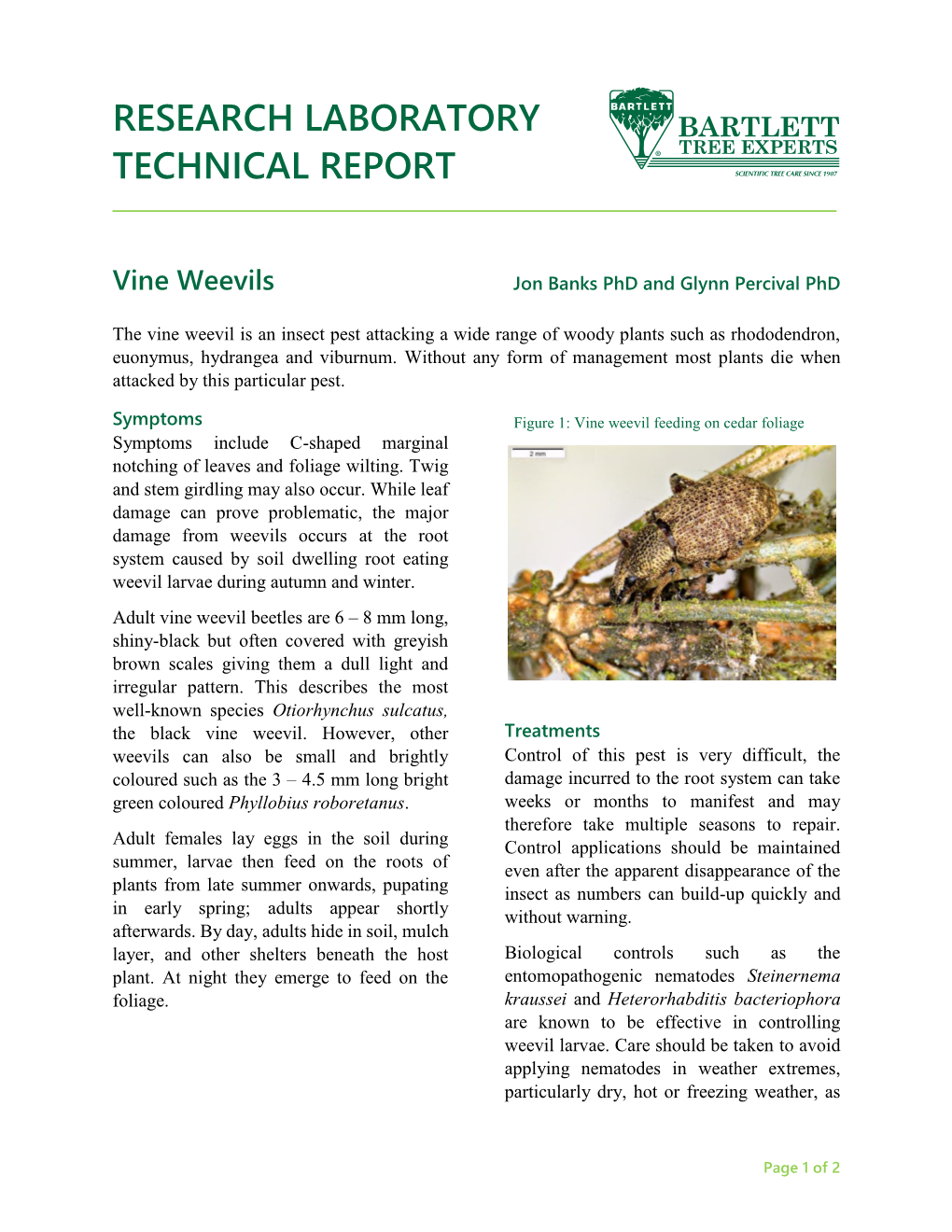 Vine Weevils Jon Banks Phd and Glynn Percival Phd