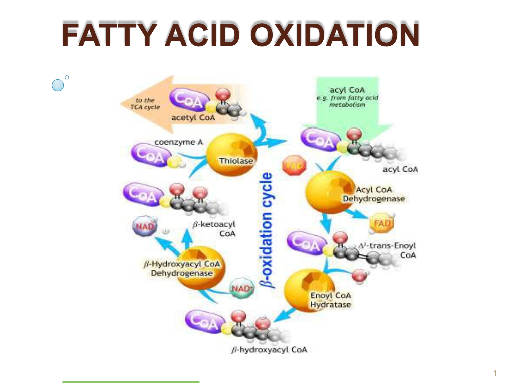 Fatty Acid Oxidation