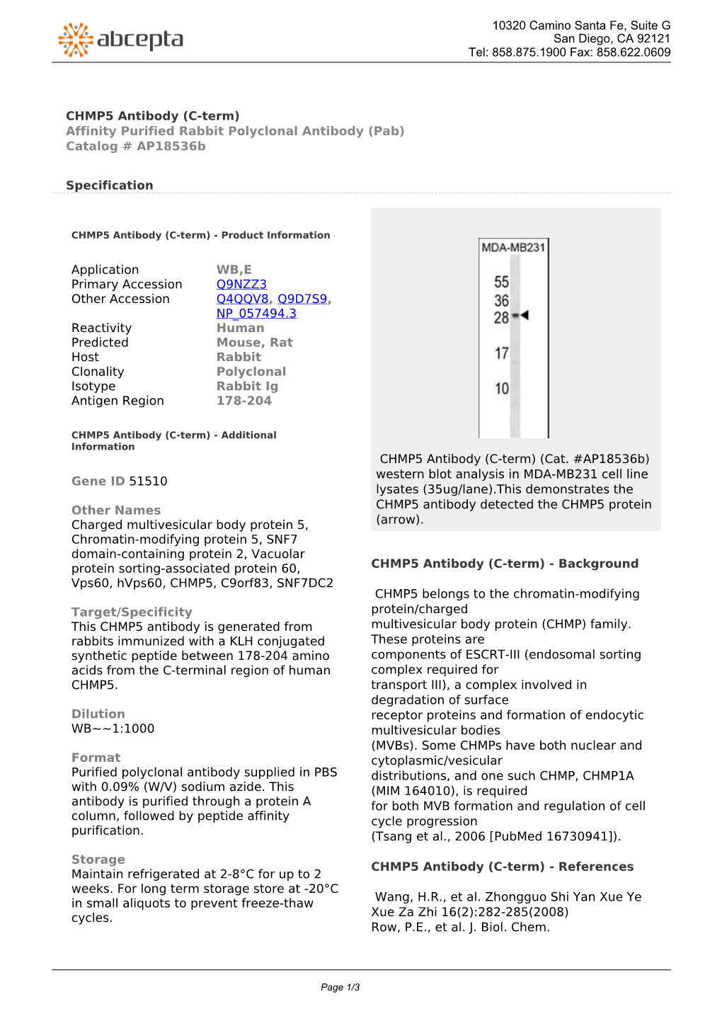 CHMP5 Antibody (C-Term) Affinity Purified Rabbit Polyclonal Antibody (Pab) Catalog # Ap18536b