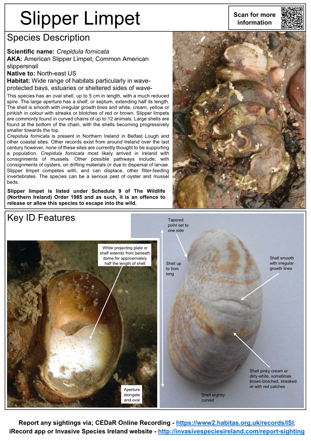 NIEA ID Guide Crepidula Fornicata Slipper Limpet