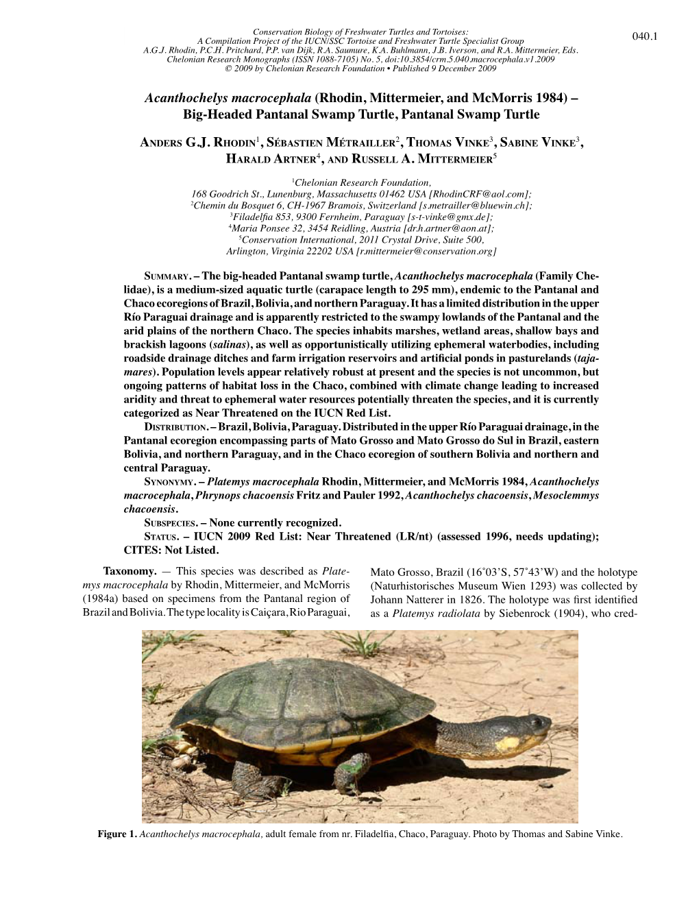 Acanthochelys Macrocephala (Rhodin, Mittermeier, and Mcmorris 1984) – Big-Headed Pantanal Swamp Turtle, Pantanal Swamp Turtle