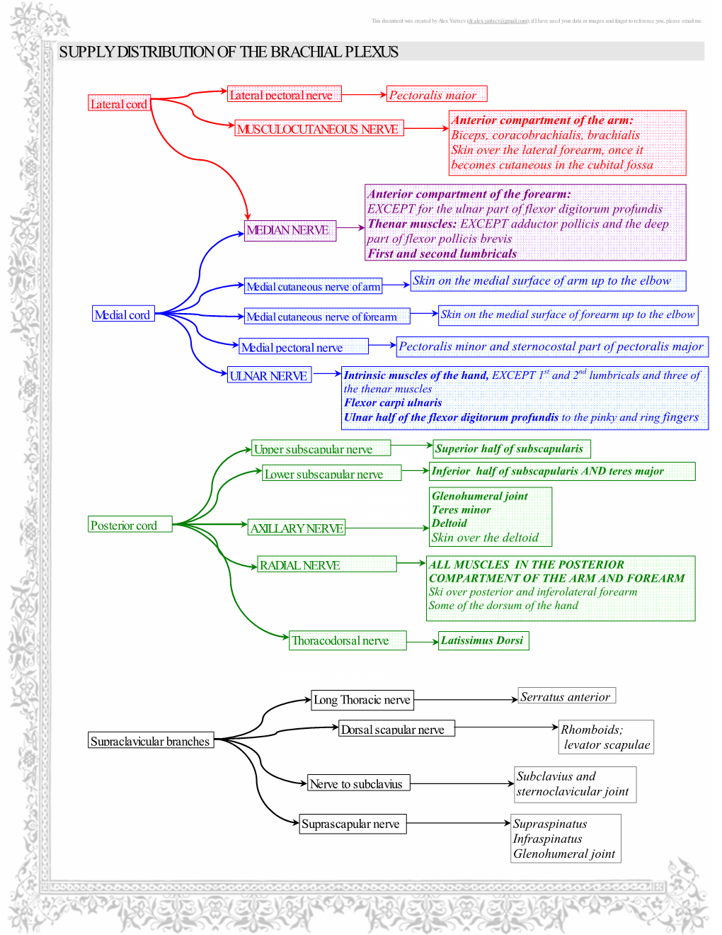 Supply Distribution of the Brachial Plexus