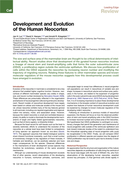Development and Evolution of the Human Neocortex
