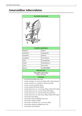 Amaranthus Tuberculatus 1 Amaranthus Tuberculatus