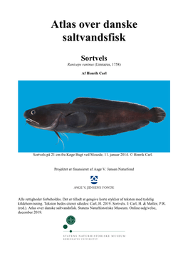 Sortvels, Raniceps Raninus