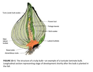 FIGURE 15–1 the Structure of a Tulip Bulb—An Example of a Tunicate Laminate Bulb