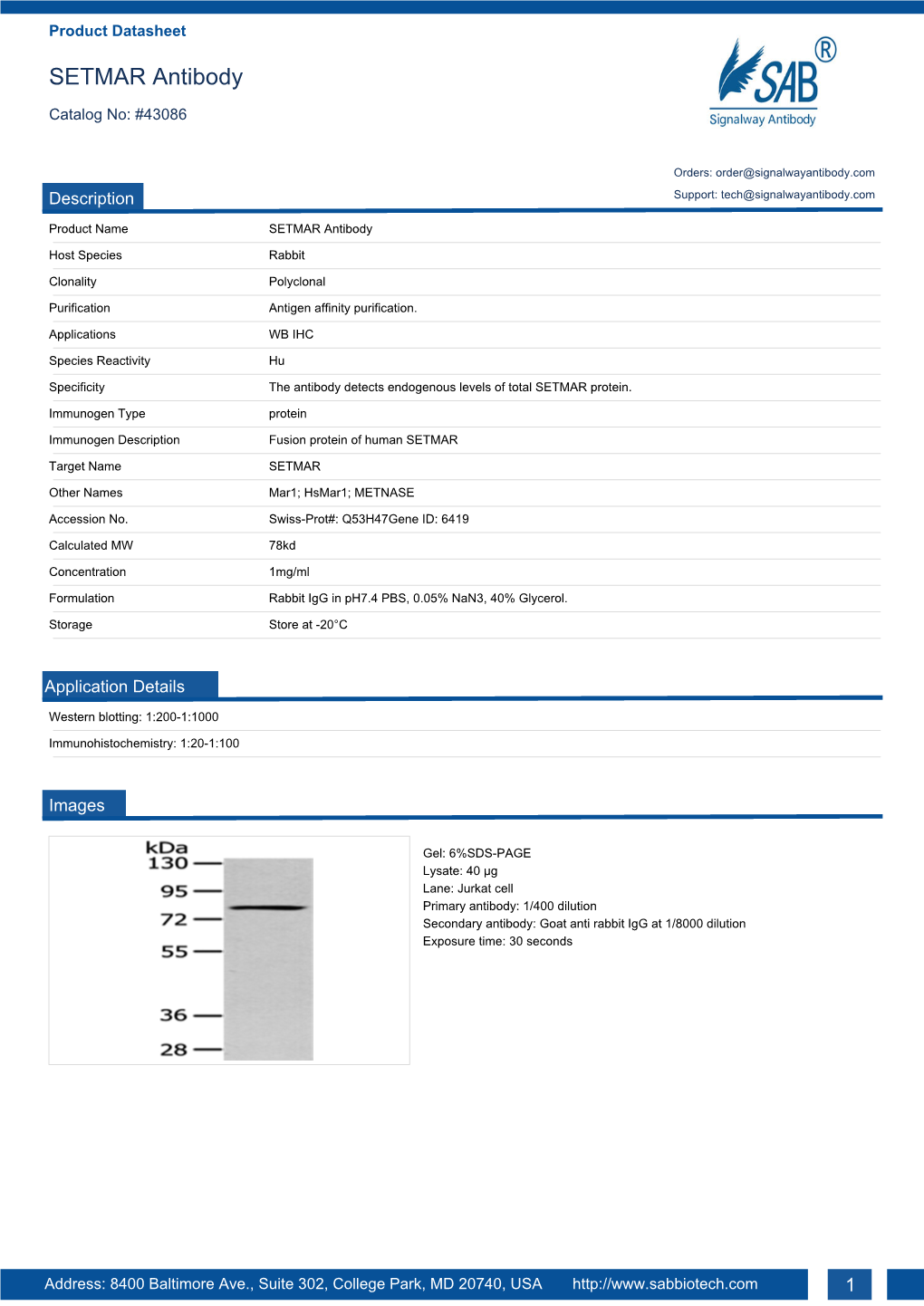 SETMAR Antibody