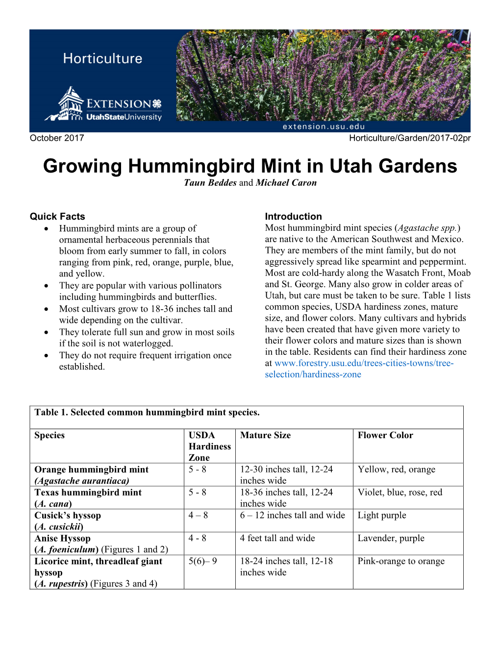 Growing Hummingbird Mint in Utah Gardens Taun Beddes and Michael Caron