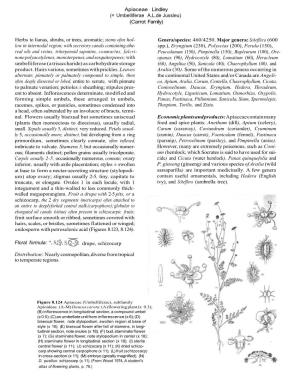 Apiaceae Lindley (= Umbelliferae A.L.De Jussieu) (Carrot Family)