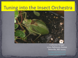 Tuning Into the Insect Orchestra