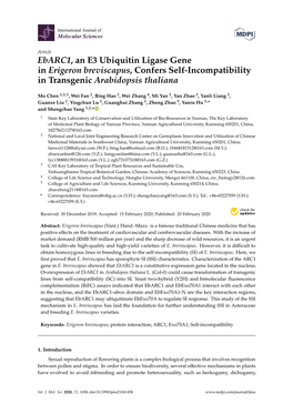 Ebarc1, an E3 Ubiquitin Ligase Gene in Erigeron Breviscapus, Confers Self-Incompatibility in Transgenic Arabidopsis Thaliana