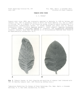 Tobacco Etch Virus