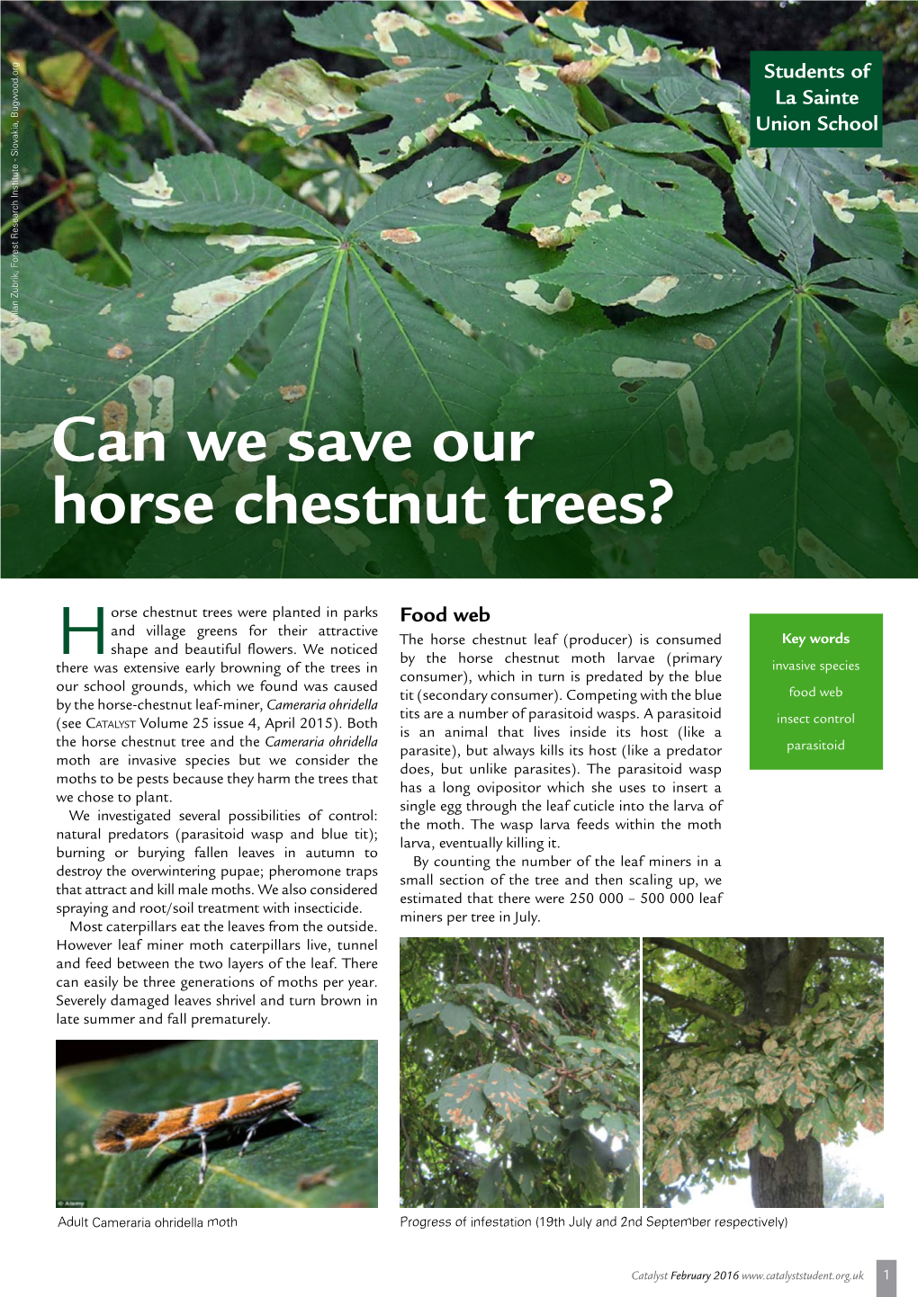 Can We Save Our Horse Chestnut Trees?