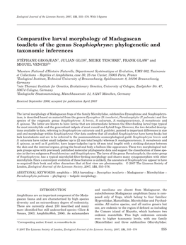 Comparative Larval Morphology of Madagascan Toadlets of the Genus Scaphiophryne: Phylogenetic and Taxonomic Inferences