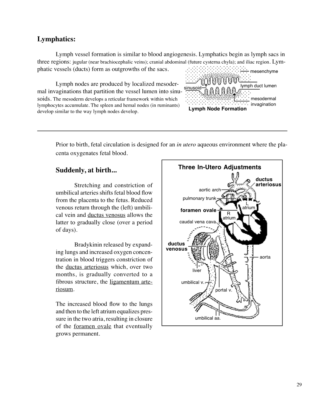 Cardiovascular System Note: the Cardiovascular System Develops Early (Week 3), Enabling the Embryo to Grow Beyond the Short