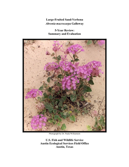 Large-Fruited Sand-Verbena Abronia Macrocarpa Galloway 5-Year Review