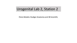 Urogenital Lab 2, Station 2