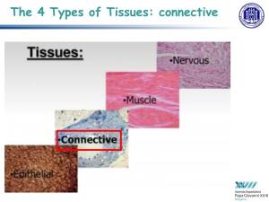 The 4 Types of Tissues: Connective