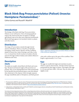 Black Stink Bugproxys Punctulatus (Palisot) (Insecta: Hemiptera