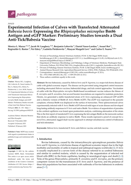 Experimental Infection of Calves with Transfected Attenuated Babesia