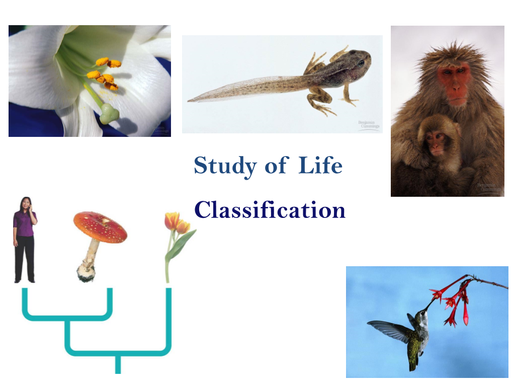 Classification Notes (Updated 2013).Pdf