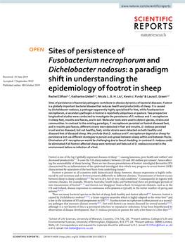 Sites of Persistence of Fusobacterium Necrophorum And