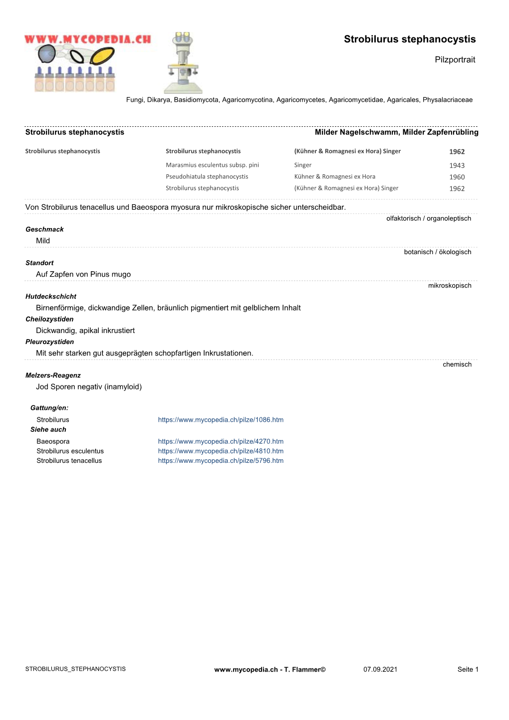 Strobilurus Stephanocystis