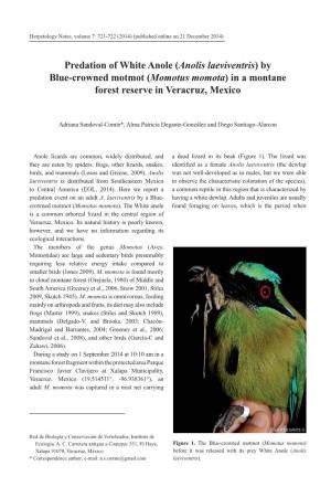 Predation of White Anole (Anolis Laeviventris) by Blue-Crowned Motmot (Momotus Momota) in a Montane Forest Reserve in Veracruz, Mexico