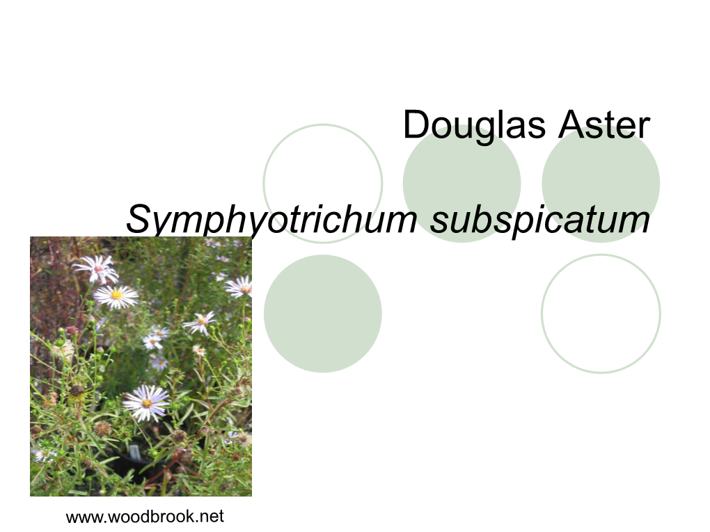 Douglas Aster Symphyotrichum Subspicatum