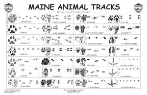 Animal Tracks Poster 2017.Indd