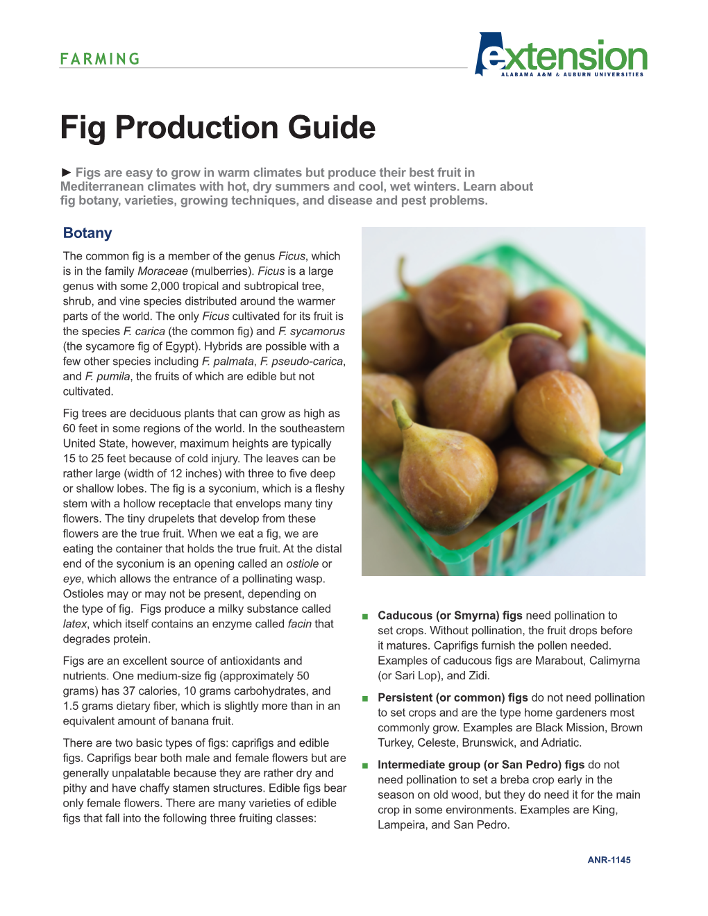 Fig Production Guide