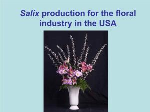 Salix Production for the Floral Industry in the USA Who Grow Willows