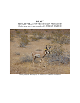 DRAFT RECOVERY PLAN for the SONORAN PRONGHORN (Antilocapra Americana Sonoriensis), SECOND REVISION
