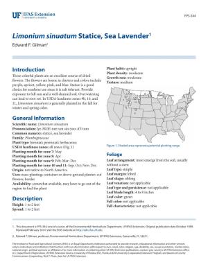 Limonium Sinuatum Statice, Sea Lavender1 Edward F