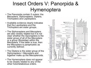 Insect Orders V: Panorpida & Hymenoptera
