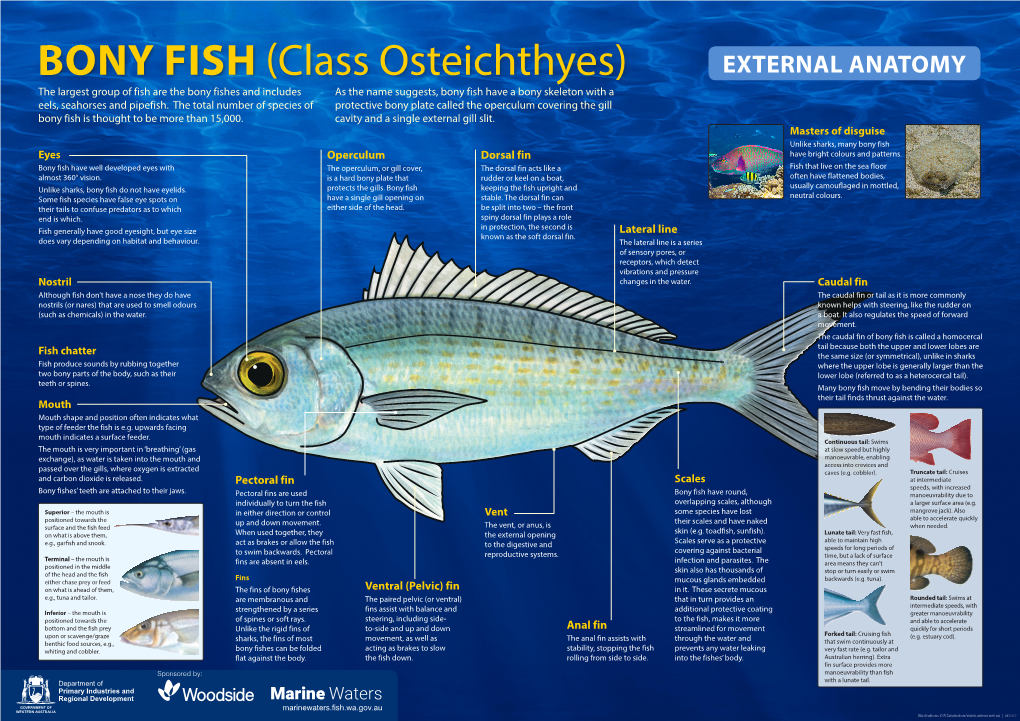 BONY FISH (Class Osteichthyes)