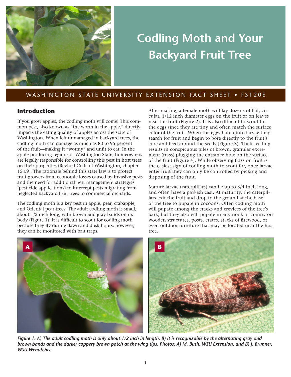 Codling Moth and Your Backyard Fruit Tree