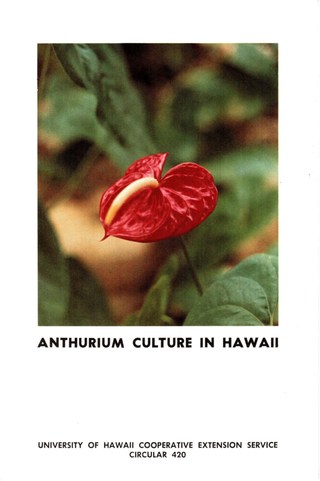 Anthurium Culture in Hawaii
