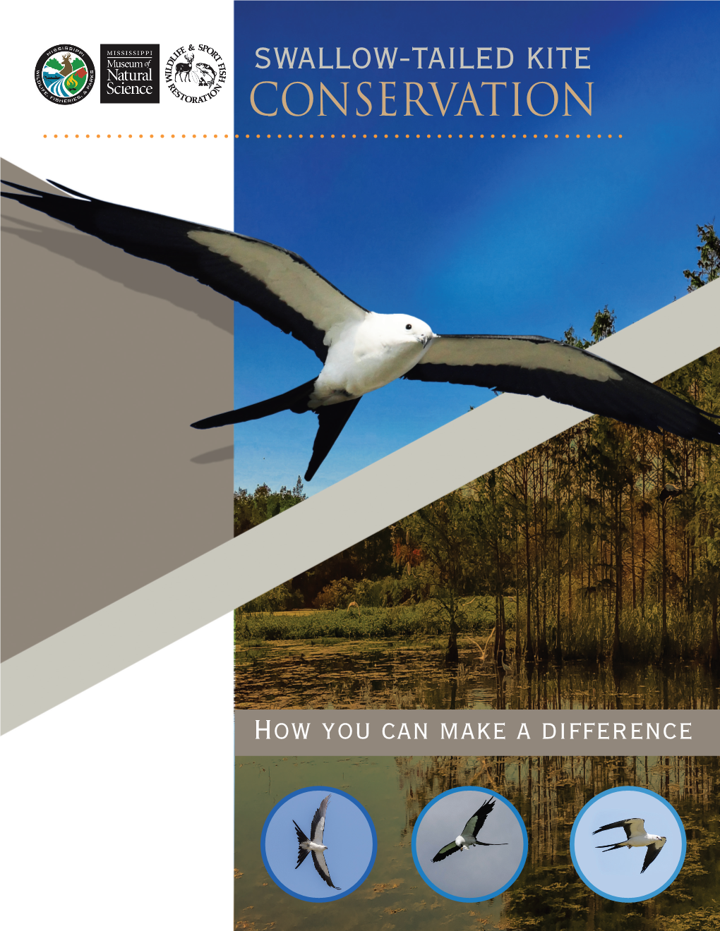 Swallow-Tailed Kite Conservation