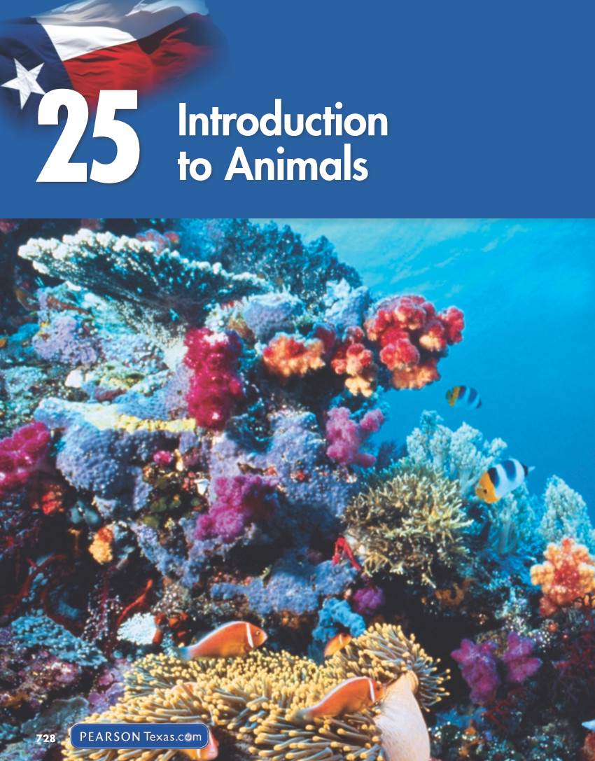 Chapter 25: Introduction to Animals